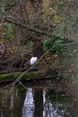 egret in the trees