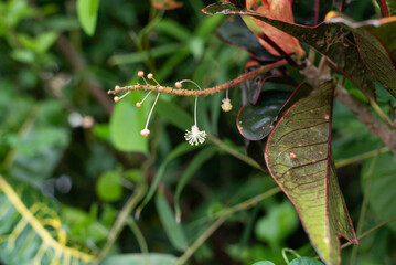クロトンの小さな花