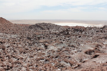 Dry, rocky desert terrain under a blue sky, showcasing the resilience of life in a harsh environment.