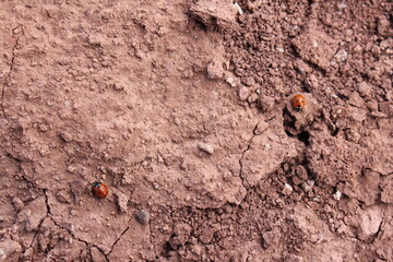 Close-up of a small beetle crawling on rough desert soil, emphasizing life in harsh conditions.