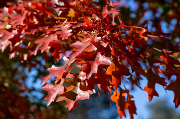 Quercus coccinea red orange yellow leaves during autumn season, ornamental tree