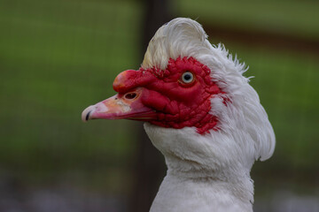 Muscovy duck Cairina moschata white bird with red face and unfriendly very bad expression on bench...