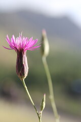 Isolated pink wildflower against a blurred, natural background, standing out in delicate beauty.