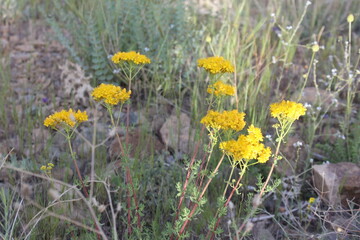 Yellow wildflowers in a grassy field, representing beauty in nature and simplicity in rural landscapes.