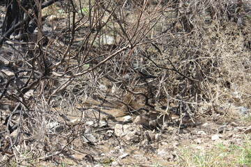 Dead, dry branches in the desert, symbolizing the harshness and beauty of arid landscapes.