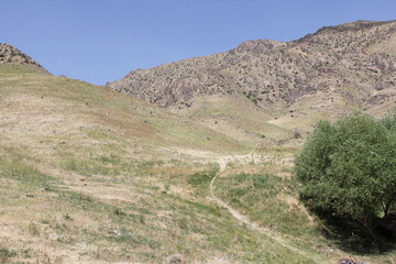 Green tree in a dry hillside desert, standing out as a symbol of resilience.