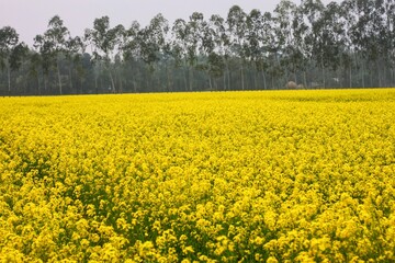 Fototapeta premium Nature