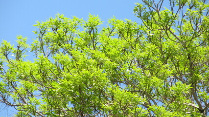 Vibrant green leaves against a blue sky, capturing the freshness and beauty of spring.