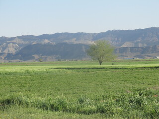 Green fields and open landscapes under blue skies with mountains in the backdrop, pure natural beauty.