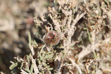 Desert shrub with tiny leaves, highlighting adaptability and resilience in harsh climates.