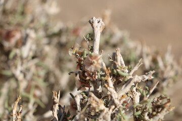 Close-up of desert plant with tiny flowers, showcasing resilience and survival in arid climates.