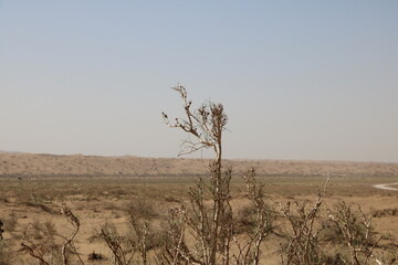 Obraz premium Lone tree standing in the desert, surrounded by endless sand.