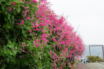 hanging flowers Chain Species Love Genus Antigonon Family Polygonaceae on white flat sky outdoor