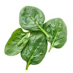 Fototapeta premium Fresh green spinach leaves isolated on transparent background - healthy vegan food.