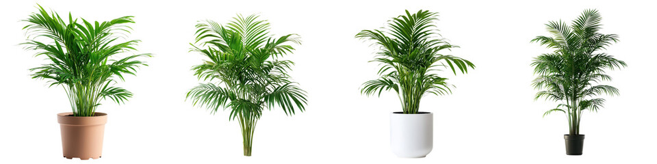 Fototapeta premium Lush Areca Palm Plant in Pot on Clean White Background