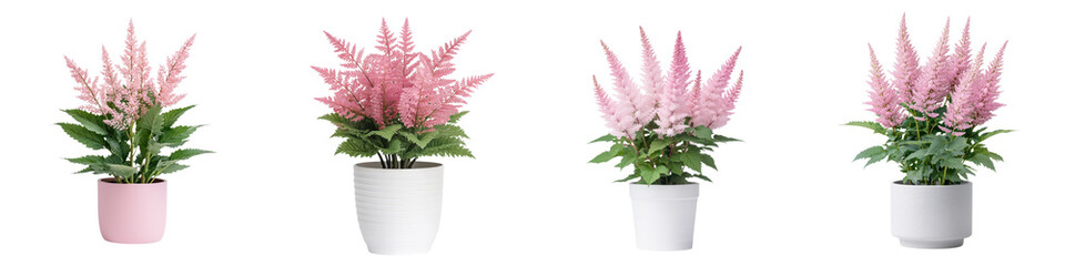 Vibrant Pink Astilbe Flower Bouquet in Elegant Ceramic Pot on White Background