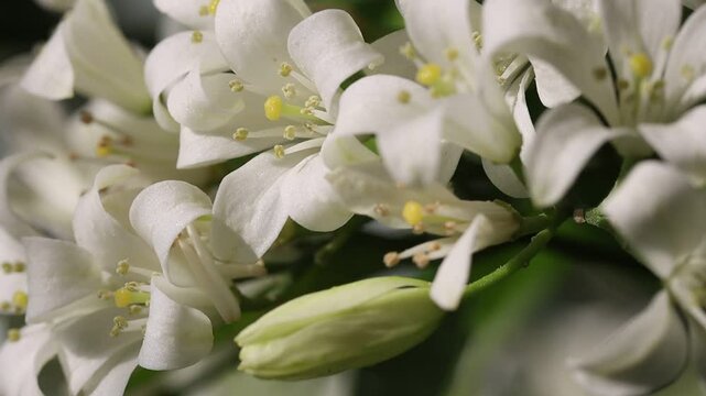 jasmine flowers on the tree
