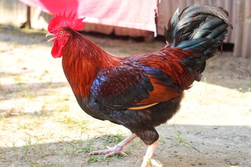 Animals Are The best Friend of Human © Nirvoy