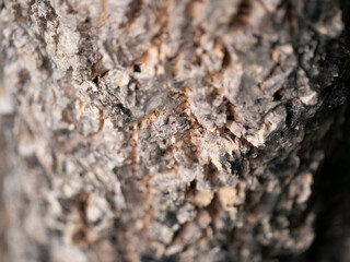 Exploring the intricate texture of tree bark in nature close-up photography outdoor setting detailed perspective natural beauty