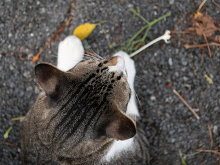 Playful cat exploring nature outdoor environment animal photography overhead view curiosity concept