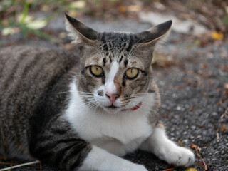Playful cat relaxing outdoors backyard pet photography natural light close-up feline charm for pet lovers