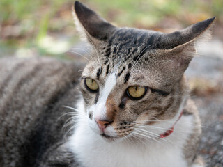 Playful cat relaxing outdoors garden animal photography natural light close-up feline beauty