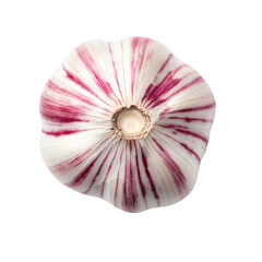 Fototapeta premium Beautiful striped shell with intricate patterns and colors Isolated on transparent background