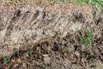 Ground and Grass