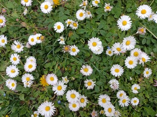 field of daisies