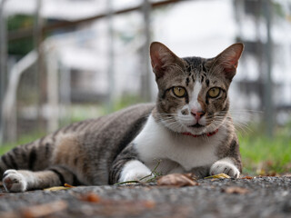 Curious cat observing nature outdoor setting animal photography lush green environment close-up perspective pet concepts