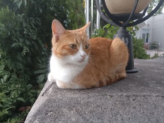 A ginger cat comfortably sitting on the top of a wall