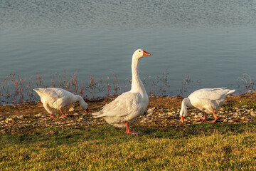three white geese near the lake in the park on a summer evening