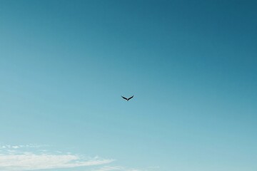 Fototapeta premium A Bird in Flight Against a Clear Blue Sky
