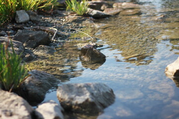 Stones in the river