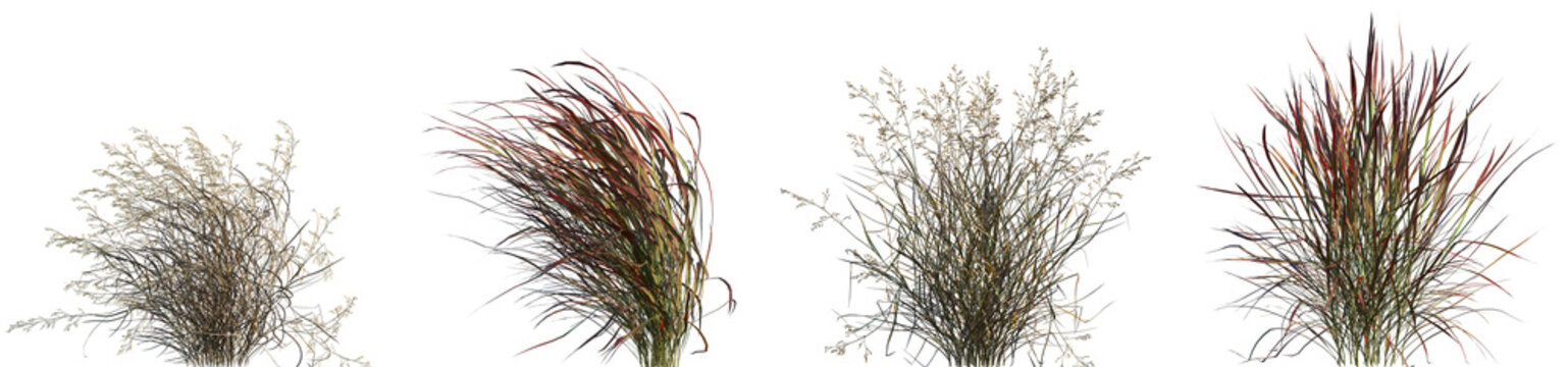 Set of Panicum virgatum (commonly known as switchgrass) isolated frontal png on a transparent background perfectly cutout