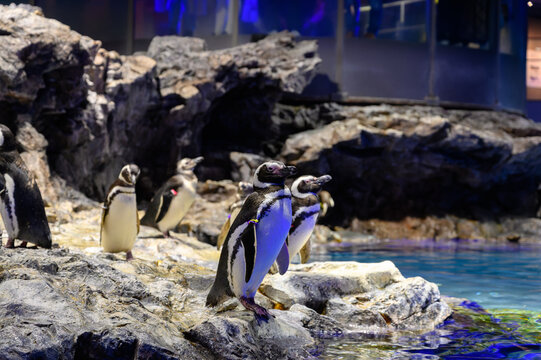 水族館でくつろぐペンギン