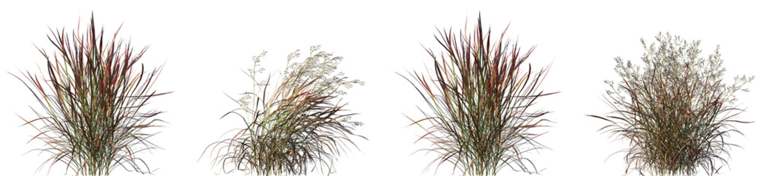 Set of Panicum virgatum (commonly known as switchgrass) isolated frontal png on a transparent background perfectly cutout