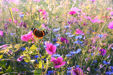 Schmetterling 1219 © K.-U. Häßler
