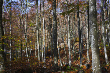 Autunno in Cansiglio, una piana tra Veneto e Friuli