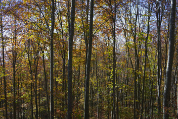 Autunno in Cansiglio, una piana tra Veneto e Friuli