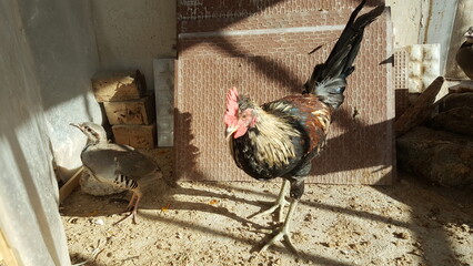 Two roosters standing confidently on wooden beams, symbolizing the essence of traditional rural...