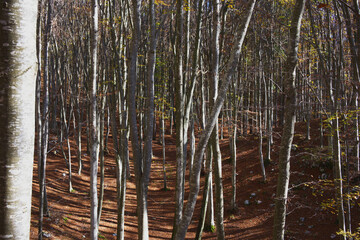 Autunno in Cansiglio, una piana tra Veneto e Friuli