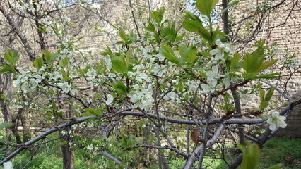 A blossoming tree branch in spring, symbolizing the renewal of nature with delicate white flowers and vibrant green leaves under soft sunlight.