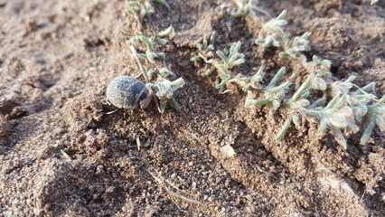 Close-up of dry desert ground with cracks, showing intricate patterns and textures caused by prolonged drought in an arid region.