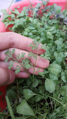 A hand picking fresh herbs from a garden, symbolizing organic farming, fresh produce, and the connection between humans and nature.