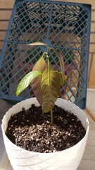 A young avocado plant in a pot, representing growth, sustainability, and the joy of nurturing nature at home.