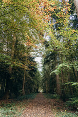 trees in an aspen forest, with bright crowns that shimmer with green, yellow and orange shades. The...
