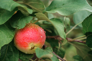 Green apples on a branch with raindrops.