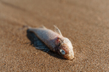 A dead fish washed up on the sand on the shore.