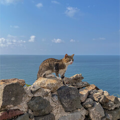 A striped cat with a white breast poses on a rock